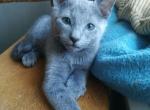 Zagray Russian blue - British Shorthair Cat For Sale - Miami, FL, US