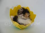 Affelya - Persian Cat For Sale - Yucca Valley, CA, US