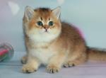 Tereza - British Shorthair Cat For Sale - Hollywood, FL, US