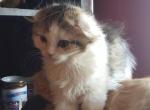 Luba - Scottish Fold Cat For Sale - Philadelphia, PA, US