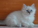 Beauty - Siberian Cat For Sale - Boston, MA, US