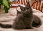 A litter Green Collar - Maine Coon Cat For Sale - Las Vegas, NV, US