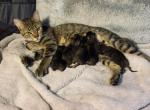 Pips babies - Manx Cat For Sale - Denver, CO, US