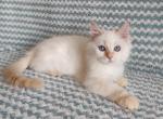 Cook james - Siberian Cat For Sale - Miami, FL, US