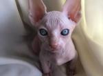 Burry - Sphynx Cat For Sale - Norwalk, CT, US