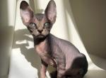 Bertha - Sphynx Cat For Sale - Norwalk, CT, US