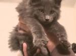 A Litter Red Collar - Maine Coon Cat For Sale - Las Vegas, NV, US