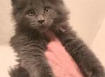 A litter Hot Pink Collar - Maine Coon Cat For Sale - Las Vegas, NV, US