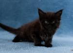 UA Mazurka Jaguar - Maine Coon Cat For Sale - Brooklyn, NY, US