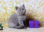 Sharly - British Shorthair Cat For Sale - Hollywood, FL, US