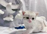 Kale - Munchkin Cat For Sale - Staten Island, NY, US