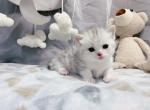 Normi - Munchkin Cat For Sale - Staten Island, NY, US