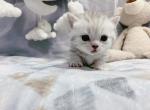 Alvin - Munchkin Cat For Sale - Staten Island, NY, US