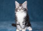 UA Mazurka Holly Silver Coat - Maine Coon Cat For Sale - Brooklyn, NY, US