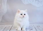 Helen - Scottish Straight Cat For Sale - Norwalk, CT, US