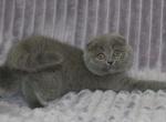 Albina - Scottish Fold Cat For Sale - NY, US