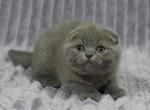 Atos - Scottish Fold Cat For Sale - NY, US