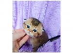 Golden chinchilla scottish fold baby boy - Scottish Fold Cat For Sale - CA, US