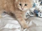 Little Joey - Maine Coon Cat For Sale - Las Vegas, NV, US