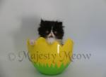 Shilla - Persian Cat For Sale - Yucca Valley, CA, US