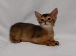 Fiji - Abyssinian Cat For Sale - Norwalk, CT, US