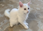 Romeo Maine Coon - Maine Coon Cat For Sale - Bayville, NJ, US