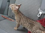 F5 Savannah Peanut - Savannah Cat For Sale - Los Angeles, CA, US