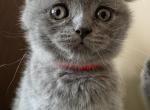 Victoria - Scottish Fold Cat For Sale - Huntington, NY, US