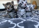 Silver and brown spotted bengals - Bengal Cat For Sale - WA, US
