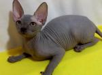 Amelia - Sphynx Cat For Sale - Norwalk, CT, US