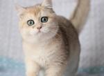 Vidor - British Shorthair Cat For Sale - Miami, FL, US