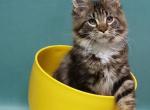 Imperator - Maine Coon Cat For Sale - Hollywood, FL, US