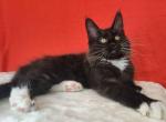 Kilroy - Maine Coon Cat For Sale - Hollywood, FL, US