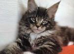 Kaiser - Maine Coon Cat For Sale - Hollywood, FL, US