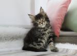 Mona - Maine Coon Cat For Sale - NY, US