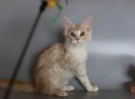 Ron - Maine Coon Cat For Sale - NY, US