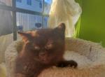 Choco - British Shorthair Cat For Sale - Miami, FL, US