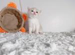 luna - Munchkin Cat For Sale - Staten Island, NY, US