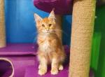 Leo Maine Coon kitten - Maine Coon Cat For Sale - Bayville, NJ, US