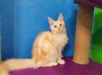 Lioness Maine coon female - Maine Coon Cat For Sale - Bayville, NJ, US