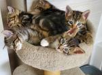 Furry friends - Domestic Cat For Sale - Chicopee, MA, US