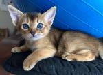 Charly - Abyssinian Cat For Sale - Brooklyn, NY, US