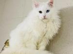 Ollius - Maine Coon Cat For Sale - Hollywood, FL, US