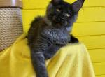 Kristen - Maine Coon Cat For Sale - Hollywood, FL, US