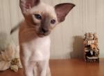 Bonita - Oriental Cat For Sale - Norwalk, CT, US