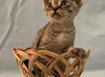 Stenly - Devon Rex Cat For Sale - Pembroke Pines, FL, US