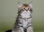 Centurion - Siberian Cat For Sale - Miami, FL, US