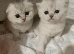 Jessica and Sally - Scottish Fold Cat For Sale - Brooklyn, NY, US