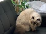 Nick - Persian Cat For Sale - Hollywood, FL, US