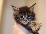 Lloyd Polydact - Maine Coon Cat For Sale - NY, US